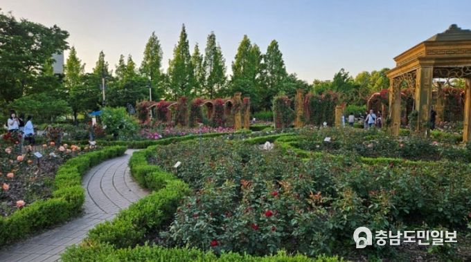 대한민국 대표 수목원으로, 한밭수목원 명품화 순항 중_한밭수목원 장미원