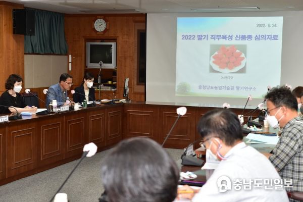 충남 대표할 딸기, 프리지아 신품종 나온다