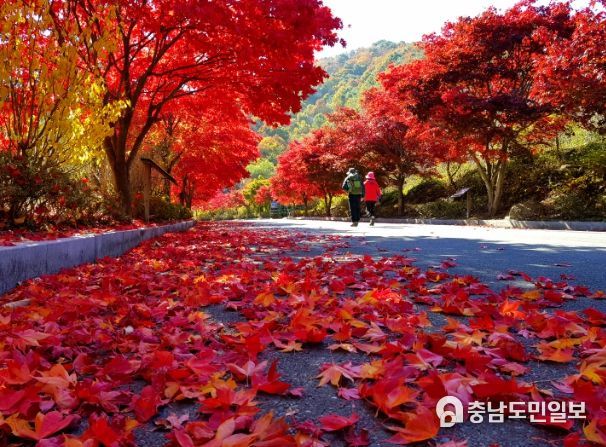 대둔산도립공원 단풍(2021)