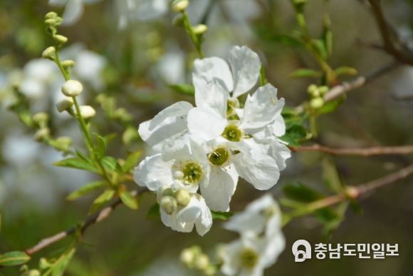 가침박달나무 꽃