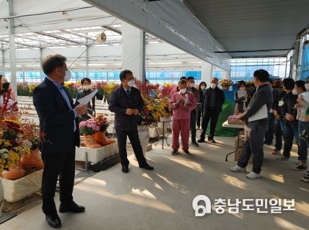 충남도, 절화국화 신품종 육성 계통 품평회 개최
