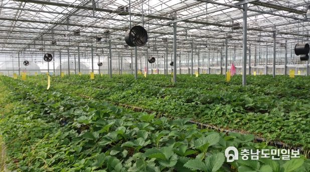 충남 자체 개발 딸기 조직배양묘 모습