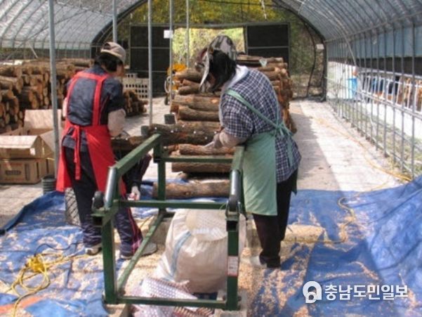 표고 원목 종균 접종작업