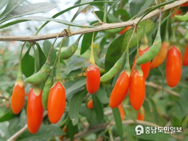 구기자- 청감