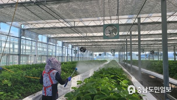 약제처리 (딸기연구소)