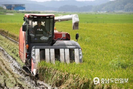 충남도, 폭염 들녘 곳곳 ‘가을걷이’ 이색풍경