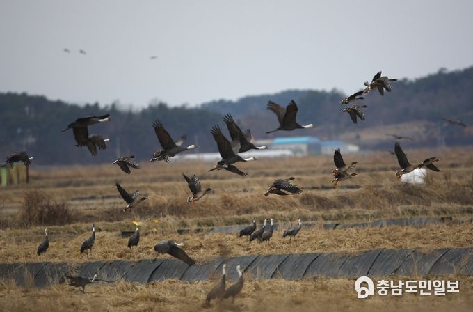서산 천수만에 도래한 흑두루미 무리