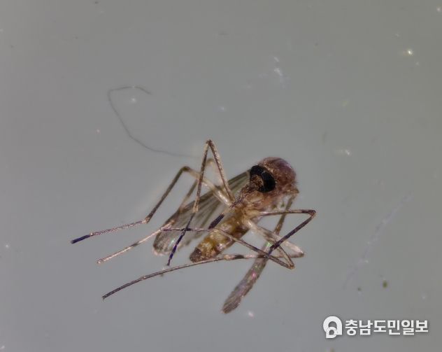 대전서 올해 첫 일본뇌염매개 ‘작은빨간집모기’ 발견